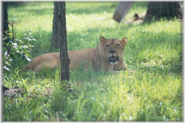 AFRICAN LION 0130